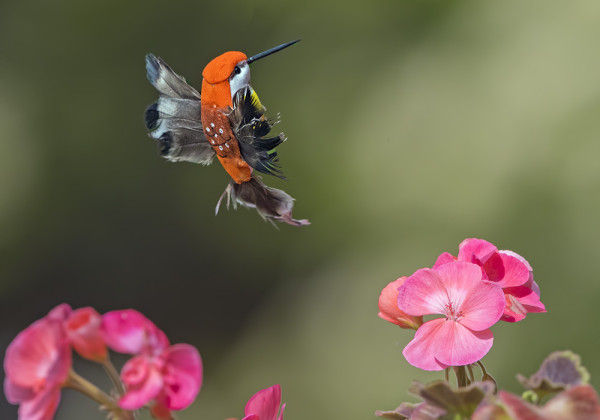 PIHAKUKKIIMME ILMESTYI TÄNÄÄN PÖRRÄÄMÄÄN JONKINLAINEN "KOLIBRI" - MIKÄHÄN LAJI? (vastaukset sähköpostiini :-)