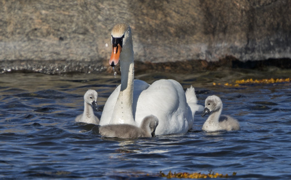 ITÄRANNALLA VIIHTYY KYHMYJOUTSEN KOLMEN POIKASENSA KERA
