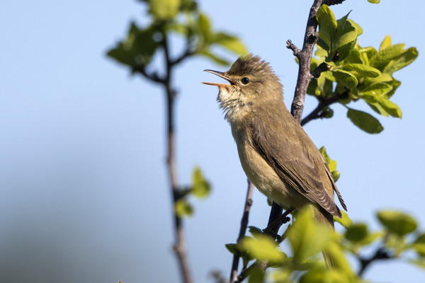 MUUTAMA LUHTAKERTTUNEN LAULAA VIELÄ INNOKKAASTI