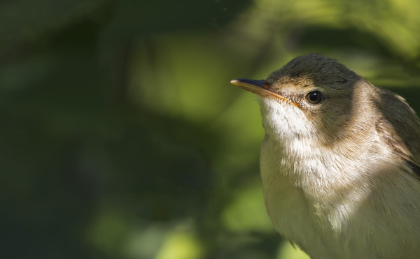 SAUNAPENSAASSAMME PESI VIIME VUONNA SATAKIELI JA VIITAKERTTUNEN, TÄNÄ VUONNA RYTIKERTTUNEN JA LUHTAKERTTUNEN (kuvassa)