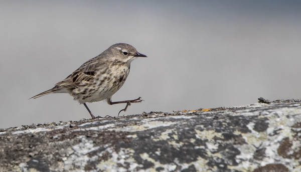 LUOTOKIRVISPARI PESII ETELÄKÄRJESSÄ