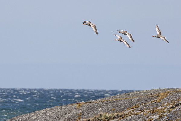 MERIHANHIA NÄKYY PÄIVITTÄIN (Kuva: Outi Sarjakoski)