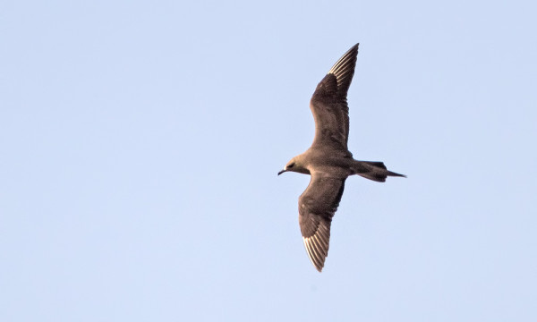 MERIKIHUJA PESII LÄHISAARILLA KAKSI PARIA