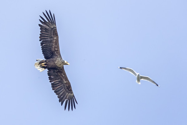 MERIKOTKIEN MÄÄRÄ HILJALLEEN KASVAA KUN HAAHKANPOIKASIA TULEE LISÄÄ