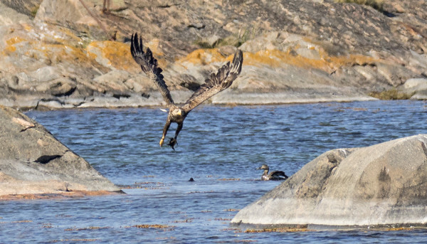MERIKOTKA SAALISTAA HAAHKANPOIKASIA (Kuva: Outi Sarjakoski)