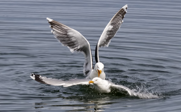 MERILOKKI JA HARMAALOKKI TAISTELIVAT  JA KUVASTA NÄKEE KUMPI OLI VAHVEMPI..