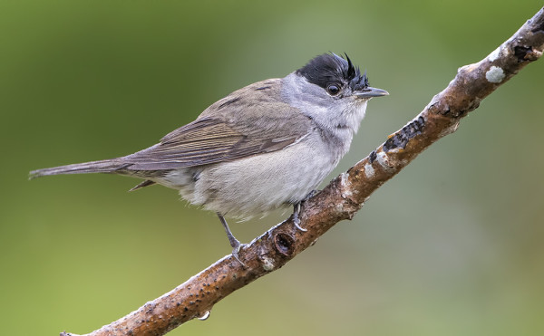MUSTAPÄÄKERTTUJA MUUTTAA EDELLEEN