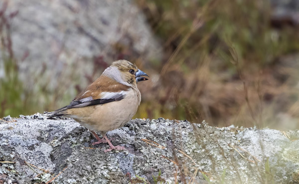 MUUTAMA NOKKAVARPUNEN ON NÄYTTÄYTYNYT ,PESIIKÖ ENEMMÄN KUIN YKSI PARI?