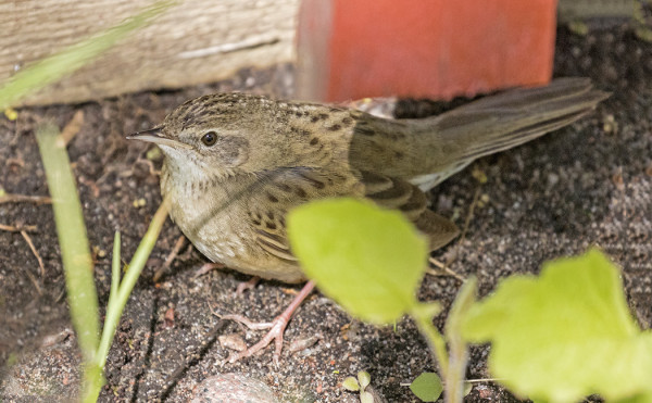 PENSASSIRKKALINTU KÄHMYILI AIDAN ALLA