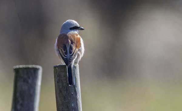 PIKKULEPINKÄISIÄ ON VASTA NYT RUNSAAMMIN