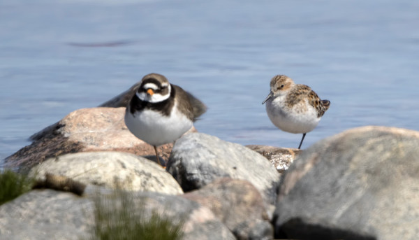 VUODEN EKA PIKKUSIRRI