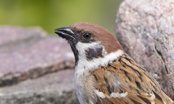 PIKKUVARPUSPARI PESII SAARESSA JA KÄY VÄLILLÄ JUOMA-ALTAALLA