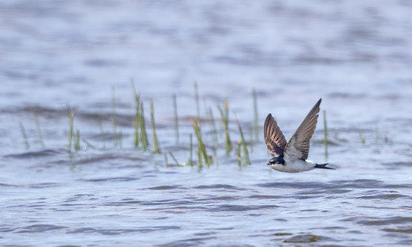 RÄYSTÄSPÄÄSKYJÄ ON NORMAALIVUOSIA VÄHEMMÄN