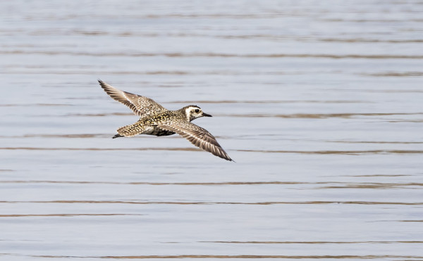 siperiankurmitsa_04_Korppoo_06_17