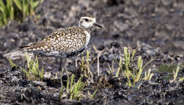 siperiankurmitsa_12_Korppoo_06_17