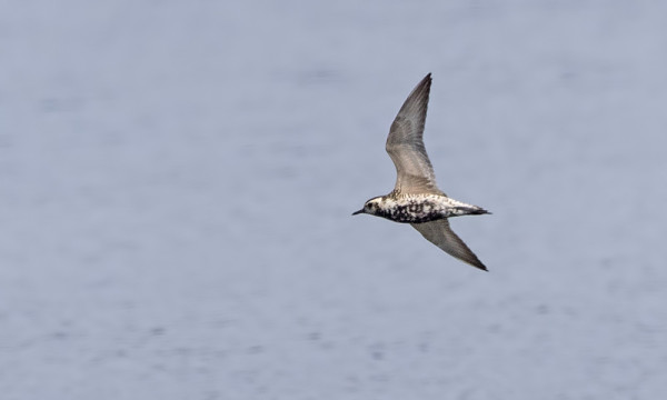 SIPERIANKURMITSA - KUVISSA NÄKYVÄT PUKUTUNTOMERKKIEN LISÄKSI MM LENNOSSA PYRSTÖN YLI ULOTTUVAT JALAT SEKÄ TUMMAT KAINALOT. 