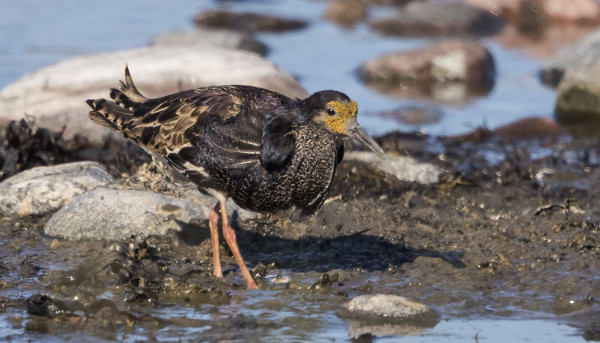 SUOKUKKOKOIRAAT OVAT JO SYYSMUUTOLLA