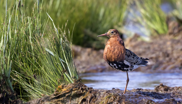 MUUTTAVAT SUOKUKOT OVAT VIELÄ KOMEITA