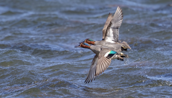 UTÖSSÄ PESINEE 1-2 PARIA TAVEJA, TÄSSÄ KAKSI KOIRASTA