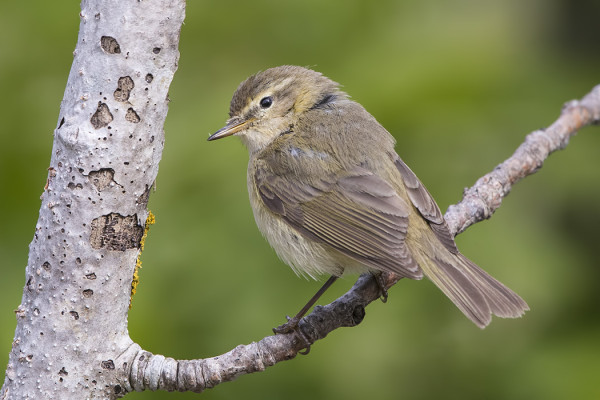 ..JA TILTALTTEJA ON EDELLEEN MUUTOLLA