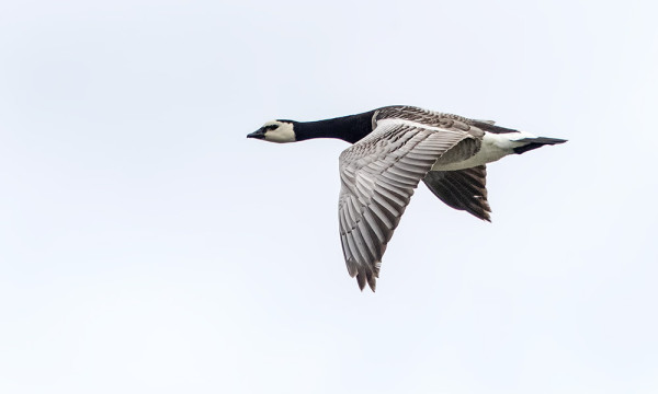 ENSIMMÄINEN VUOSI JOLLOIN TÄÄLLÄ ON KESÄLLÄKIN VALKOPOSKIHANHI/A.