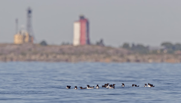 RUOKKIPARVI, JOSSA MUKANA ETELÄNKIISLA (OIKEASSA PÄÄSSÄ PARVEA)