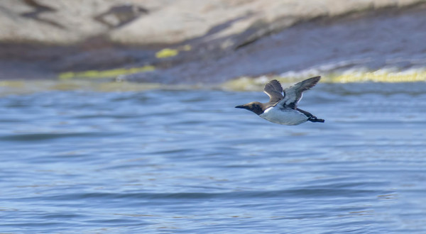 OUTI NAPPASI KIISLAKUVAN ALUNSKÄRIN LUONA (kuva: Outi Sarjakoski)