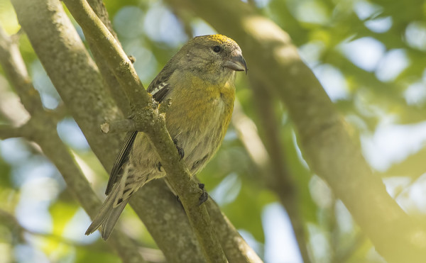 TÄMÄN PAREMPAA KUVAA EN VIELÄ SAANUT KIRJOLOXIASTA, YLEMPI SIIPIJUOVA SENTÄÄN NÄKYY.