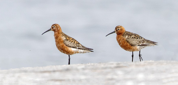 SYKSYN EKAT KUOVISIRRIT