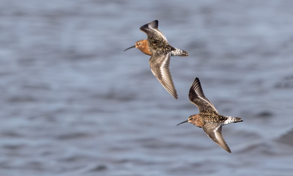 VAIHTEEKSI LENTOKUVA KUOVISIRREISTÄ