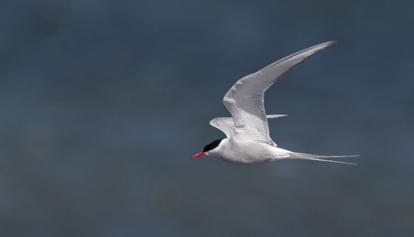 LAPINTIIROJA ON UTÖSSÄ TÄNÄ VUONNA TAVANOMAISTA VÄHEMMÄN