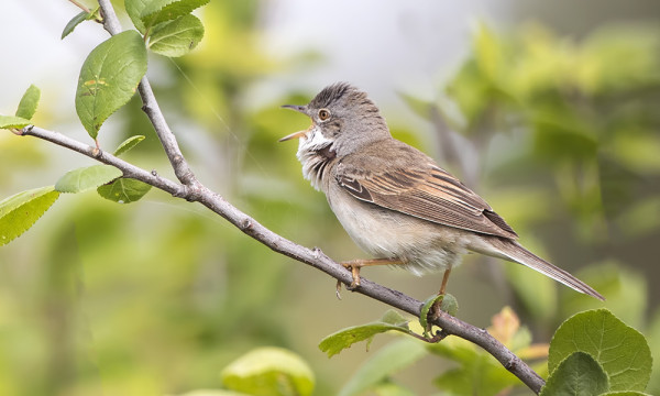 MONET PENSASKERTUT LAULAVAT VIELÄ, EHKÄ UUSINTAPESINTÖJEN TAKIA