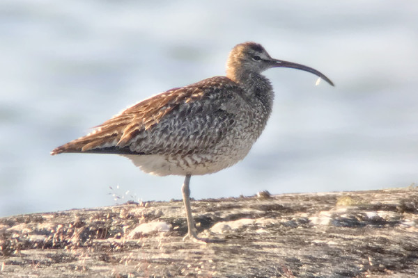 SKOUPPIKUVA PIKKUKUOVISTA