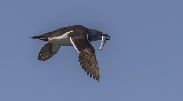 RUOKKI KALANSAALIS NOKASSA (Kuva: Outi Sarjakoski)