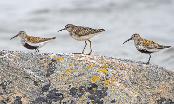 PARI SUOSIRRIÄ JA LIRO ITÄRANNALLA
