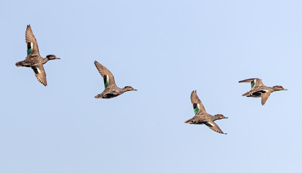 SAAREN RANNOILLA OLESKELEE 5-8 TAVIA