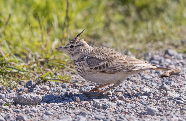 TÖYHTÖKIURU KULUNEESSA PUVUSSAAN KAUPAN LUONA