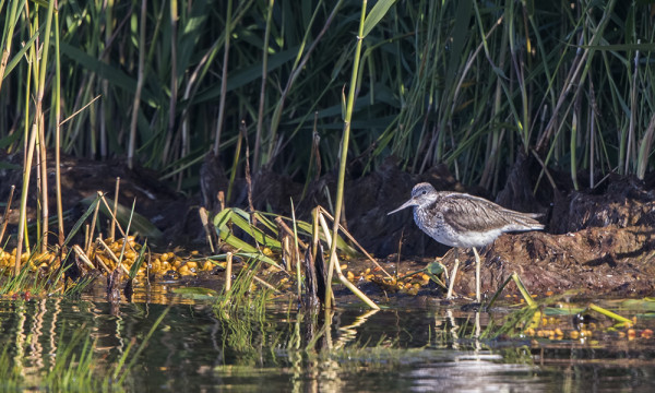 VALKOVIKLOJEN MUUTTO ON HYVÄSSÄ VAUHDISSA