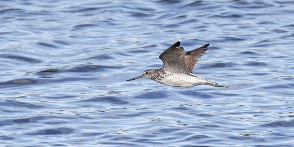 VALKOVIKLO ON JOKAPÄIVÄINEN MUUTTOKAHLAAJA (kuva: Outi Sarjakoski)