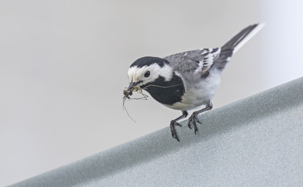 VÄSTÄRÄKKI RUOKKII POIKASIAAN (kuva: Outi Sarjakoski)
