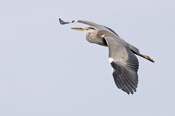 HARMAAHAIKAROITA RIITTÄÄ (Kuva: Outi Sarjakoski)