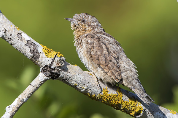 NUORI KÄENPIIKA, SAARESSA SYNTYNYT
