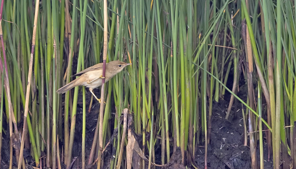 LUHTAKERTTUNEN ITÄRANNAN KAISLOISSA