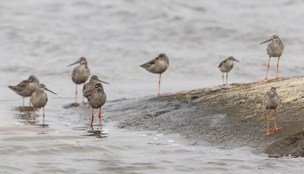 mustaviklo_04_Korppoo_08_17