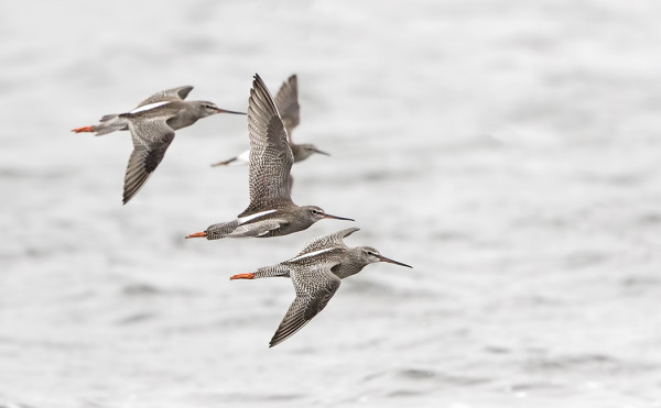 NUORIA MUSTAVIKLOJA ON NÄKYNYT RUNSAASTI