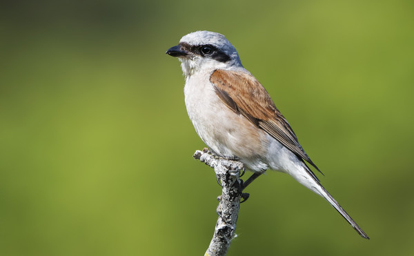 PIKKULEPINKÄISKOIRAS POSEERAA
