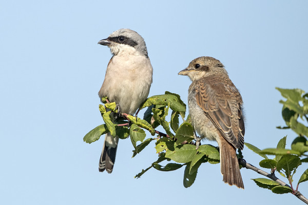 PIKKULEPINKÄISET OVAT NYT HYVINKIN NÄKYVIÄ