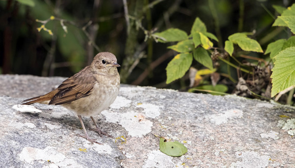 SATAKIELI VIIHTYY EDELLEEN SAUNALLAMME