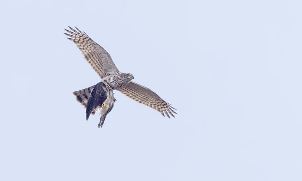 VARPUSHAUKKA NAPPASI ISON SAALIIN ELI MUUTTOMATKALLA OLLEEN KÄEN