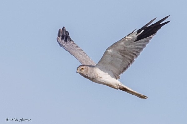 ITÄOSASSA ILLANSUUSSA NÄHTY 2kv KOIRAS AROSUOHAUKKA (Kuva: Mika Grönroos)